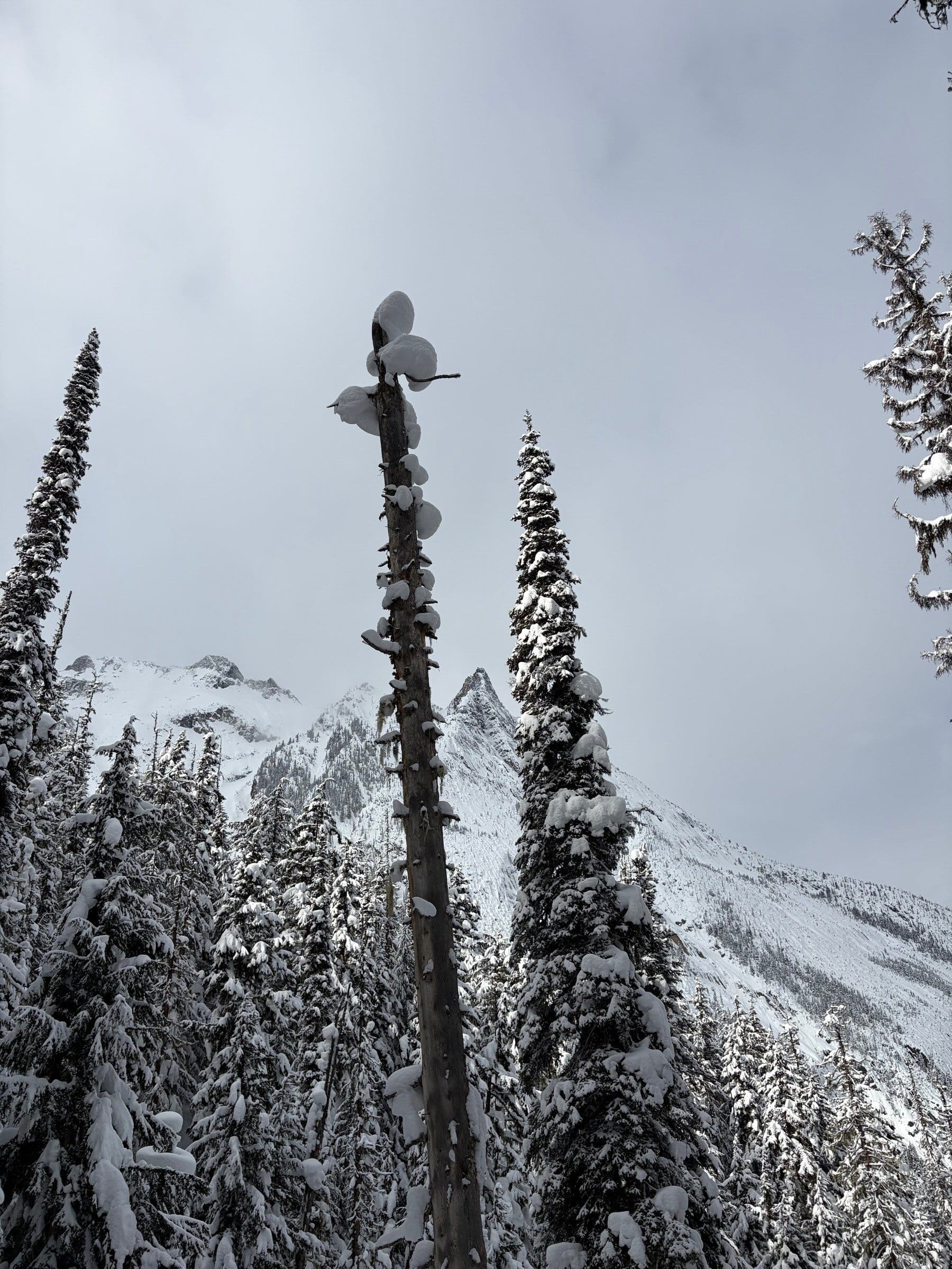 Snødekte furutrær som strekker seg mot himmelen